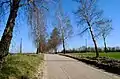 Birch alley alongside the main road