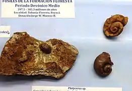 Fossils from Floresta