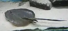 Long-tailed river stingray at the Buffalo Zoo.