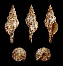 Filifusus filamentosus