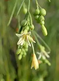 Flowers and young fruit