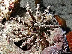 Plococidaris verticillata