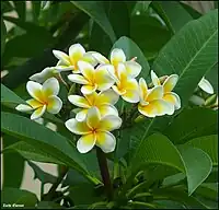 Plumeria rubra in Israel