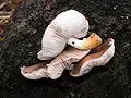 Pluteus cervinus