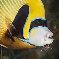 Emperor angelfish at Wakatobi National Park, 2018