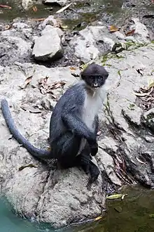 Gray monkey