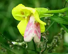 Primrose moth (Schinia florida) in flower