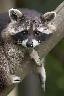 A raccoon lays on a tree branch with its two front paws dangling off.