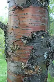 Trunk with peeling bark