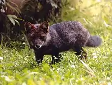 Small dark canine in grass