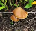 Psilocybe caerulescens