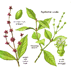 Psychotria viridis