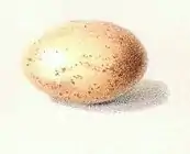 Egg