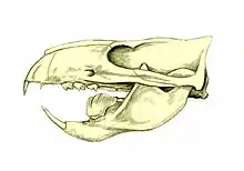 Fossil skull of Ptilodus mediaevus, a rodent-like multituberculate