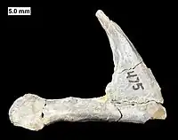 Beak-like tooth plate of a ptyctodont from the Middle Devonian of Wisconsin.