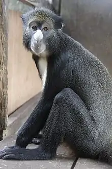 Gray monkey