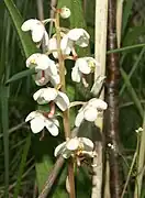 White little bell-shaped flowers.