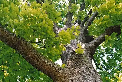 Mature specimen, Kew Gardens