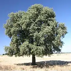 Quercus rotundifolia