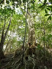 Quercus miyagii in habitat