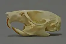 Skull