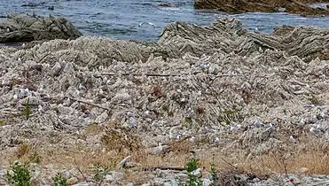 Sea gull colony in Kaikōura