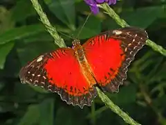 Dorsal view