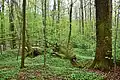 Kawęczyn natural reserve