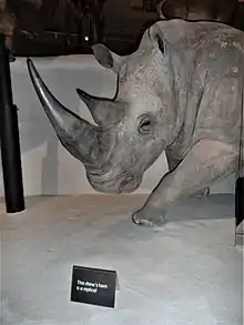 Rhino horns