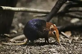 Black and red elephant shrew