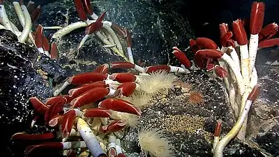 Giant tube worms cluster around hydrothermal vents.