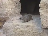 Rock hyrax