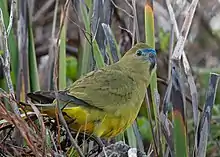 A greenish parrot sitting on grass