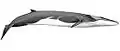 Fin whale illustration with a dark backside, white underside, lightly colored head, a slender body, and a small dorsal fin near the tail