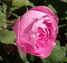 Close-up photo of a dark pink rose with a cuplike shape.