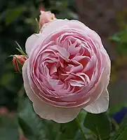 English Rose 'Heritage' (Austin, 1984)