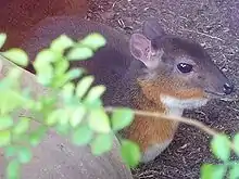 Small gray, brown, and white bovid