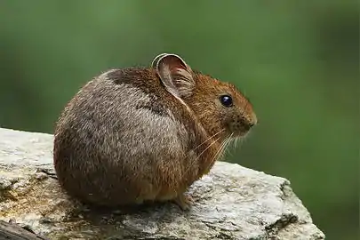 Brown pika