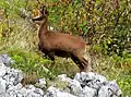 Pyrenean chamois, Rupicapra pyrenaica