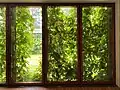 Wall of green covering window