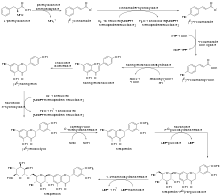 Chemical drawing scheme depicting the successive chemoenzymatic transformations from L-phenylalanine to arrive at hesperidin.