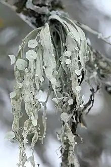 Ramalina fraxinea