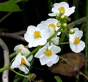 S. latifolia flowers