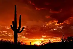 A crested saguaroSilhouette at sunset