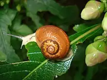 Sinistral (left-handed) species of snail from western India