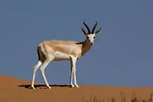 Brown and white bovid