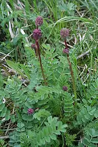 Flowerbuds can easily be grazed off, Doubs, France