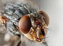 Musca domestica