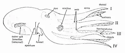 Schematic of external anatomy