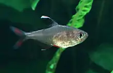 Ornate tetra, Hyphessobrycon bentosi